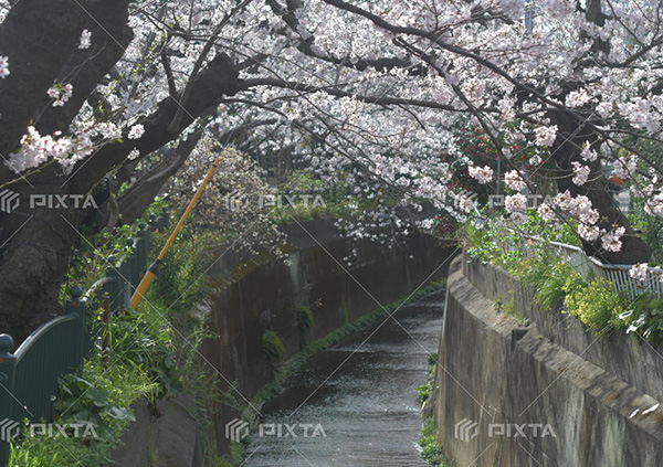 砂押川緑道