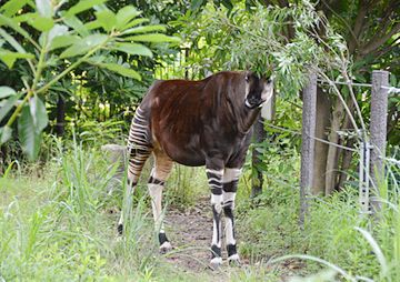 よこはま動物園ズーラシア