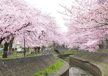 善福寺川緑地